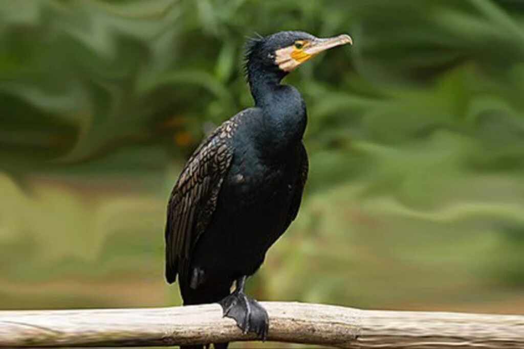 Cormorani