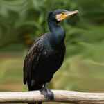 Cormorani