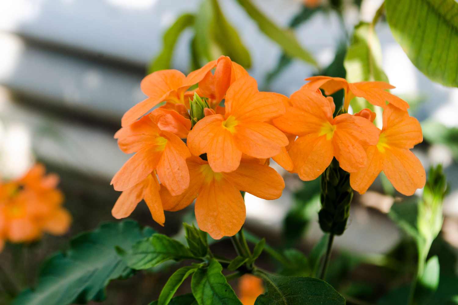 Crossandra infundibuliformis