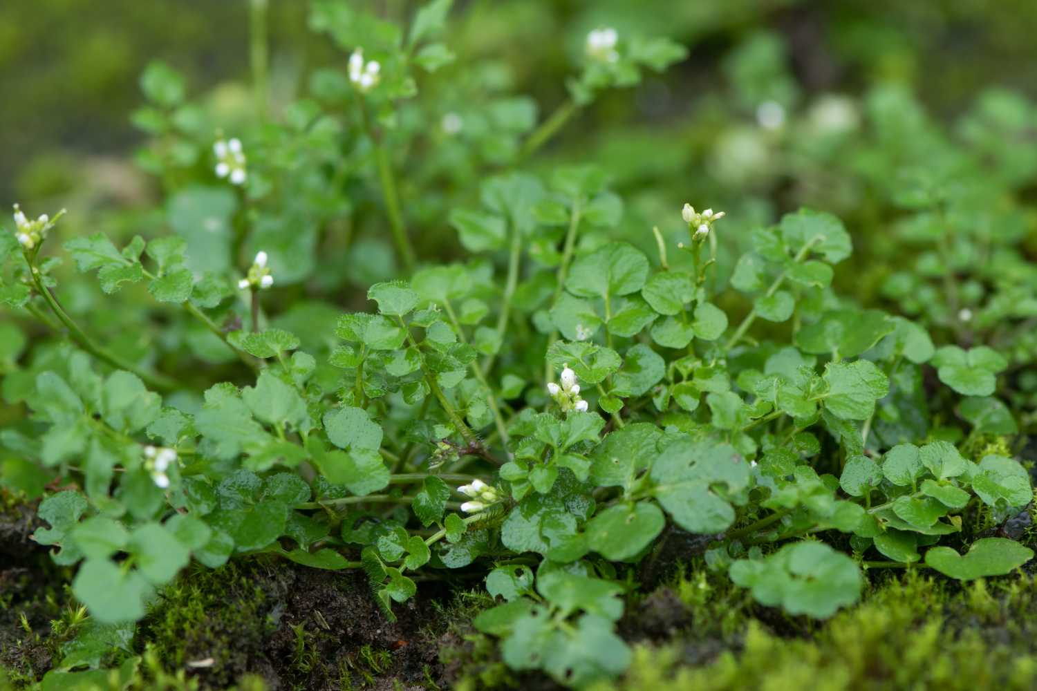 Crescione amaro peloso (Cardamine hirsuta)