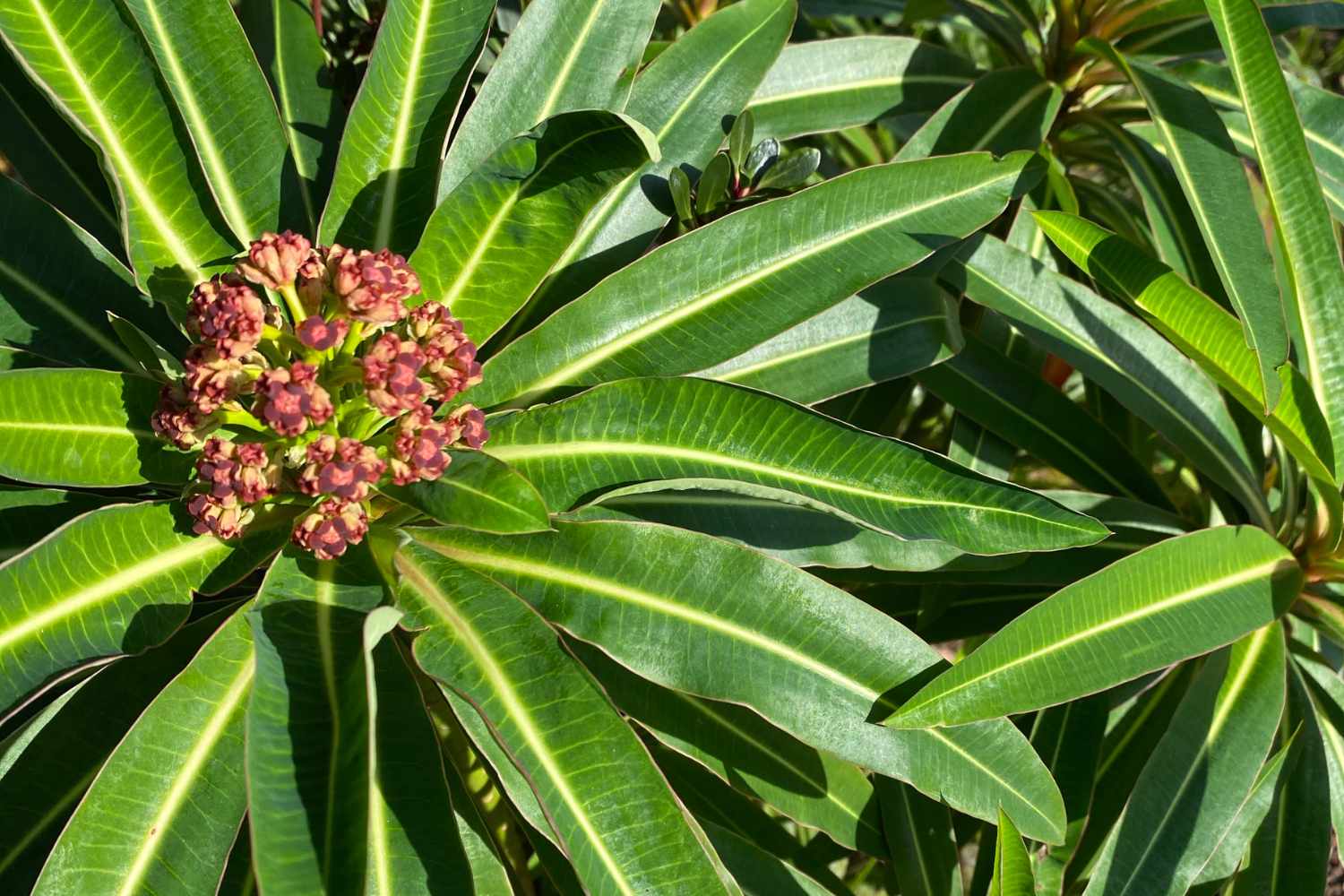 Euphorbia mellifera