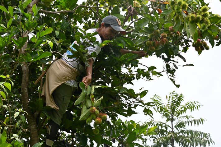 Fruit-trees-for-future-forests_Lindsay-Banin-710x473