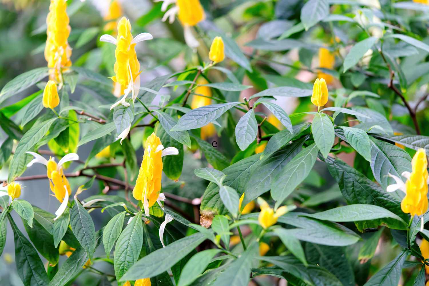 Non toccarmi (Impatiens capensis)