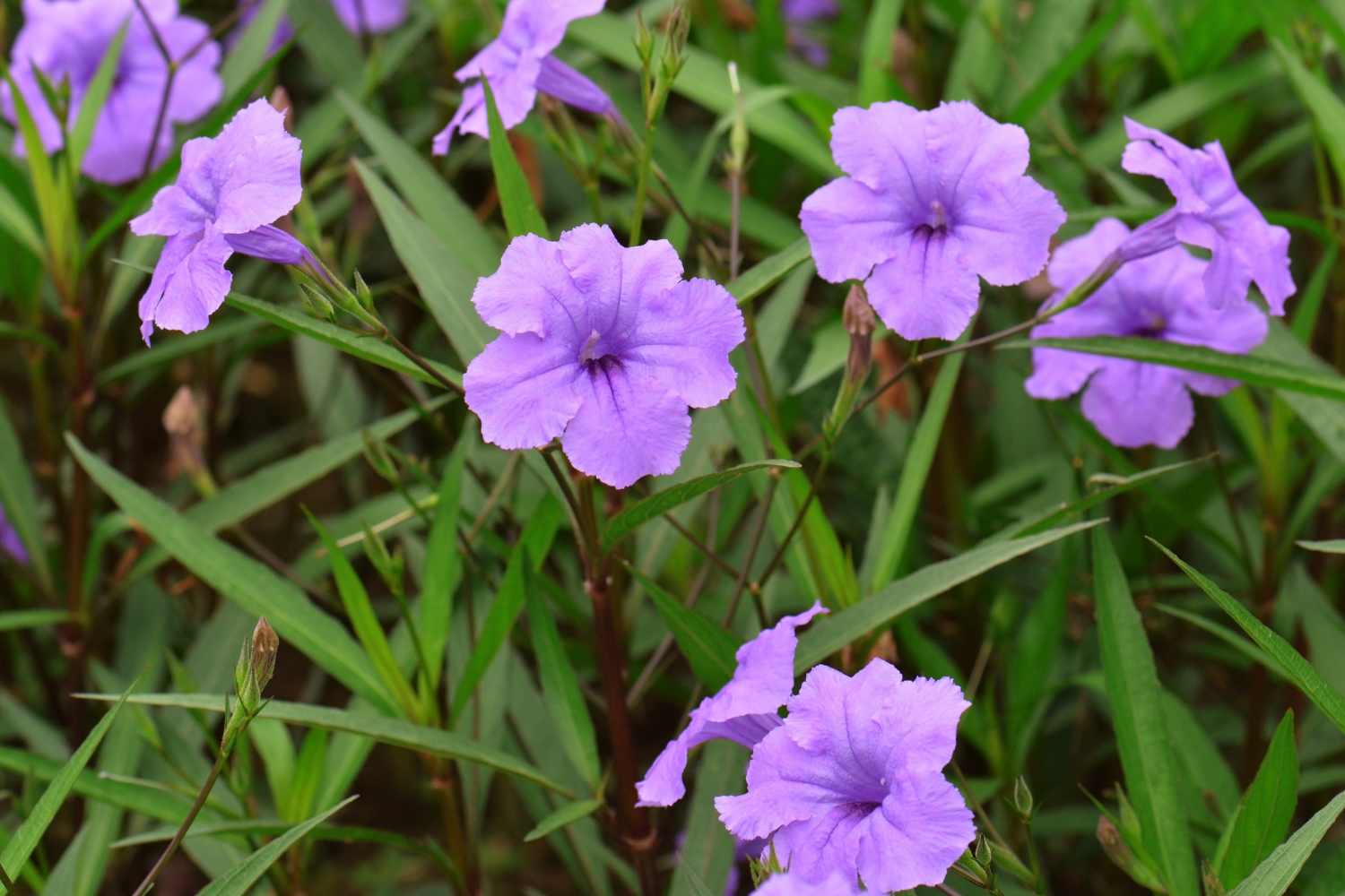 Ruellia tuberosa