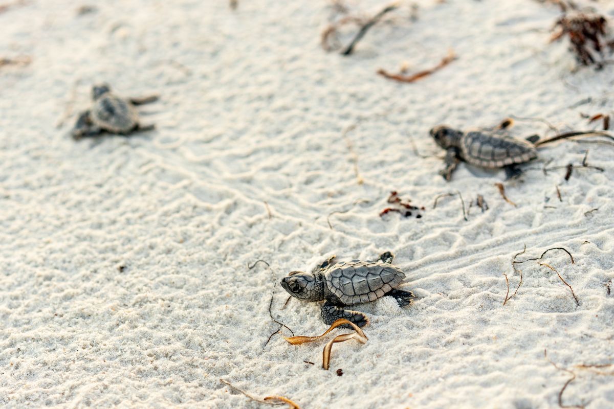 Tartarughe_Caretta_caretta