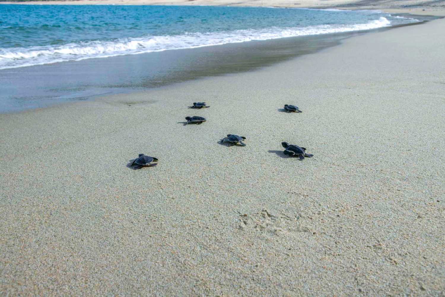 Tartarughe caretta caretta