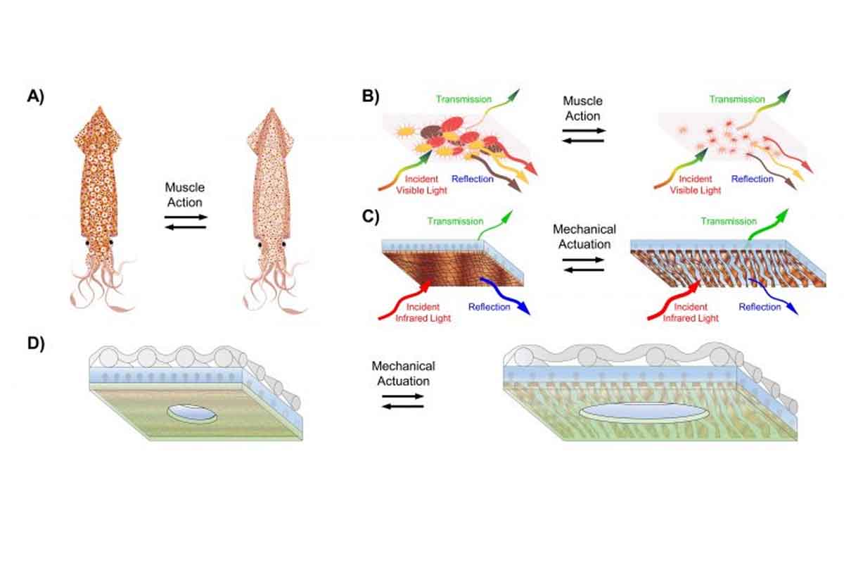 Tessuto innovativo ispirato ai calamari