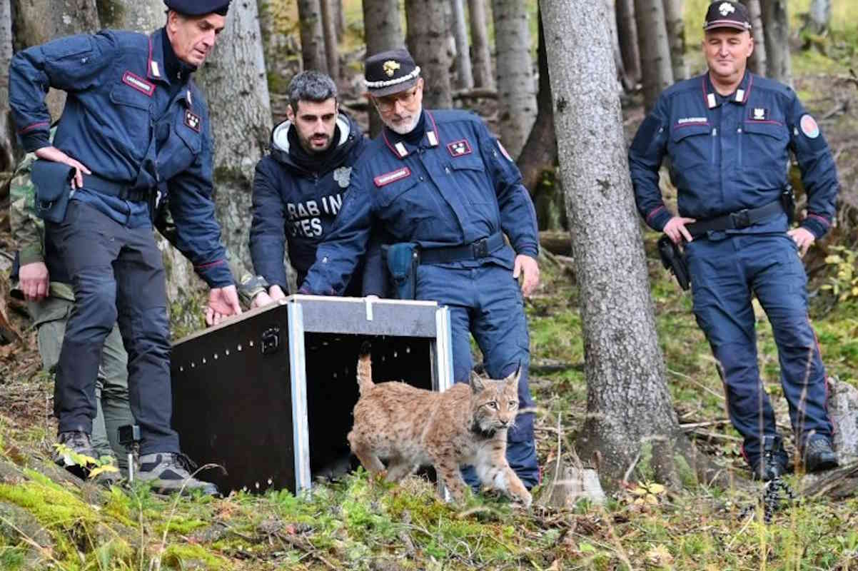 Lince liberazione Alpi