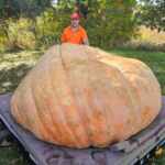 Zucca record