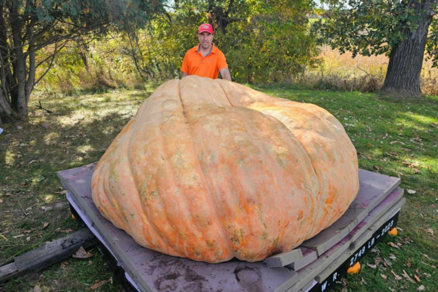 Zucca record