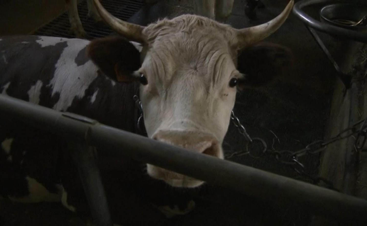 bovini da salvare matrattamenti valle d'aosta