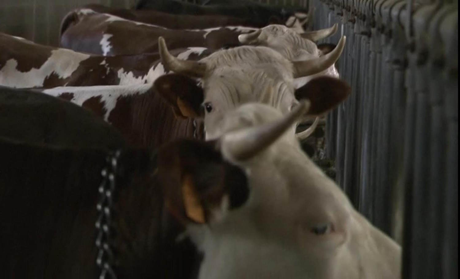 bovini da salvare matrattamenti valle d'aosta