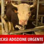 bovini da salvare matrattamenti valle d'aosta