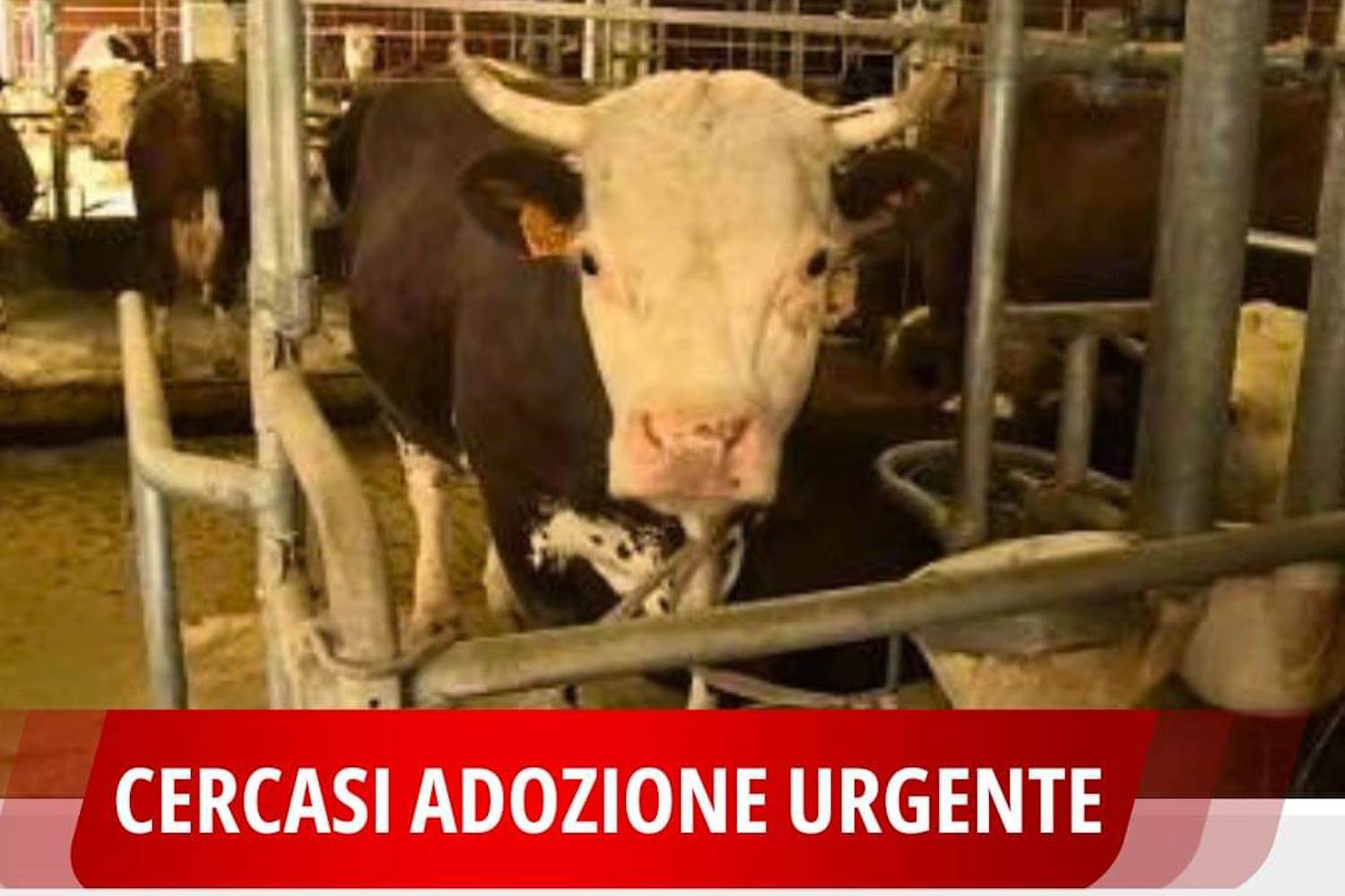 bovini da salvare matrattamenti valle d'aosta