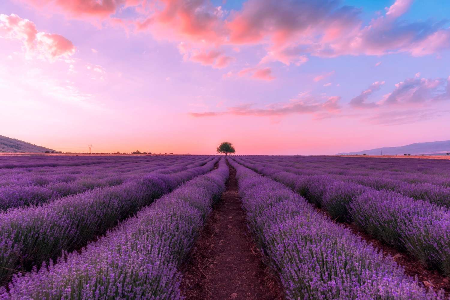 campi lavanda