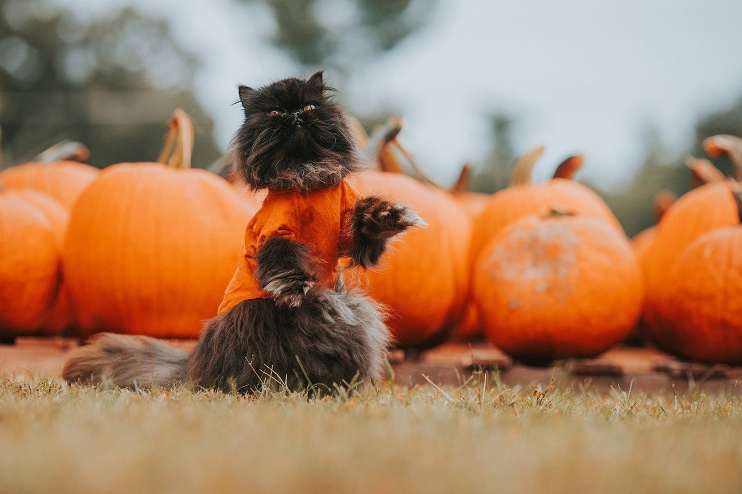 cane gatto halloween