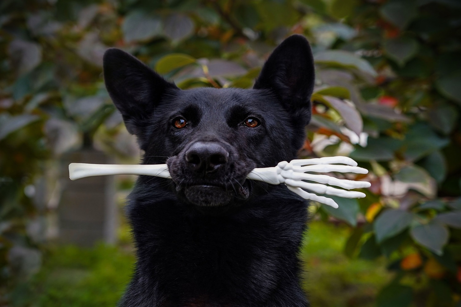 cani gatti halloween