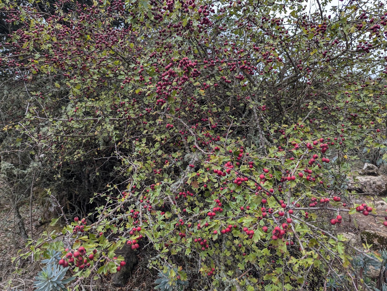 rosa musqueta