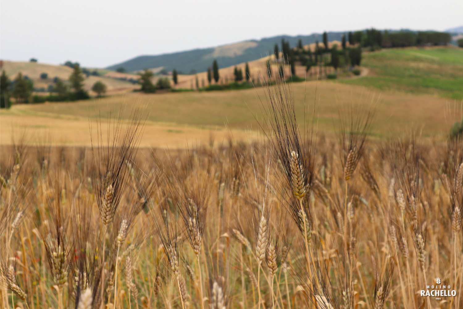 farina bio molino rachello