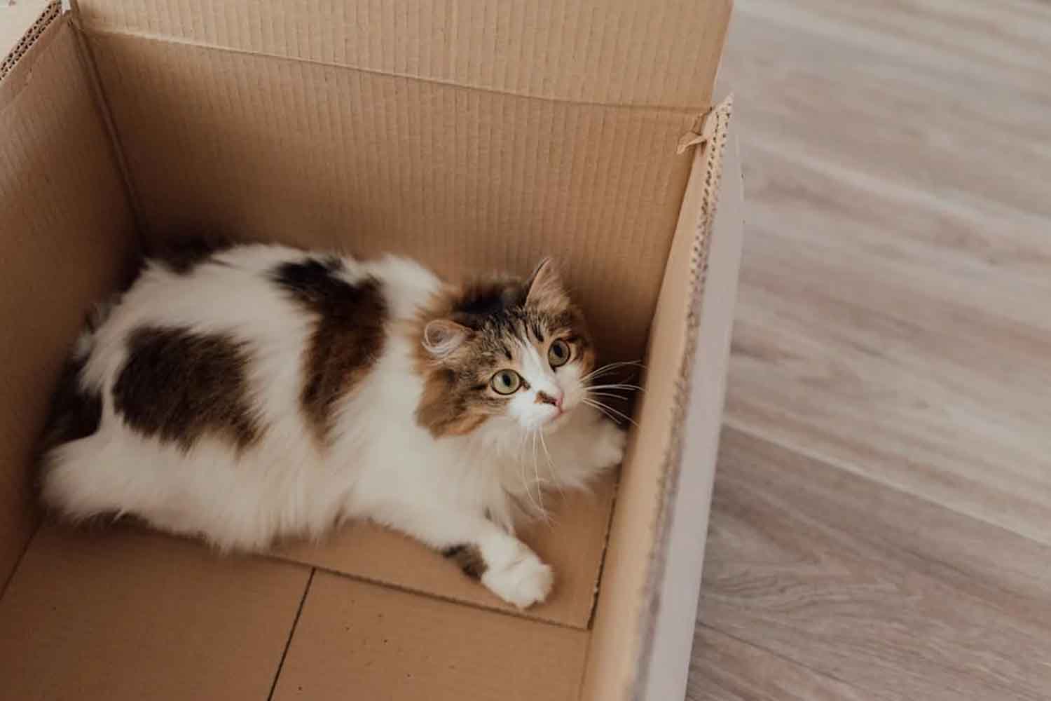 gatto di Schrödinger