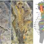 il fossile di girino gigante più antico di sempre