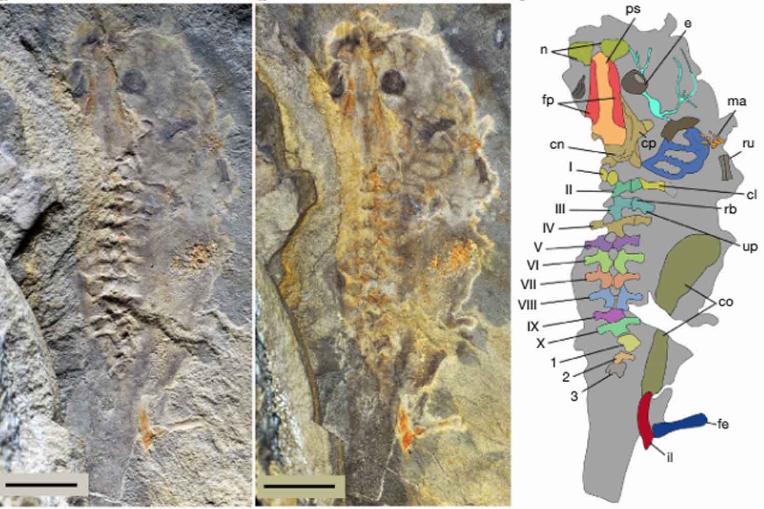 il fossile di girino gigante più antico di sempre