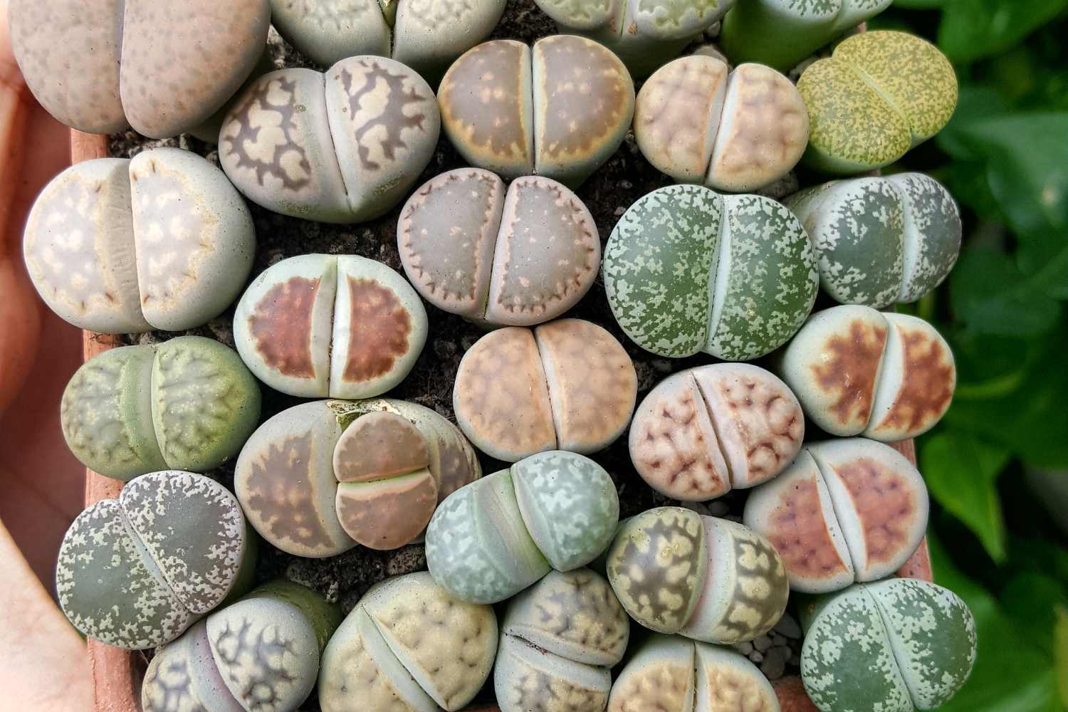 lithops cactus