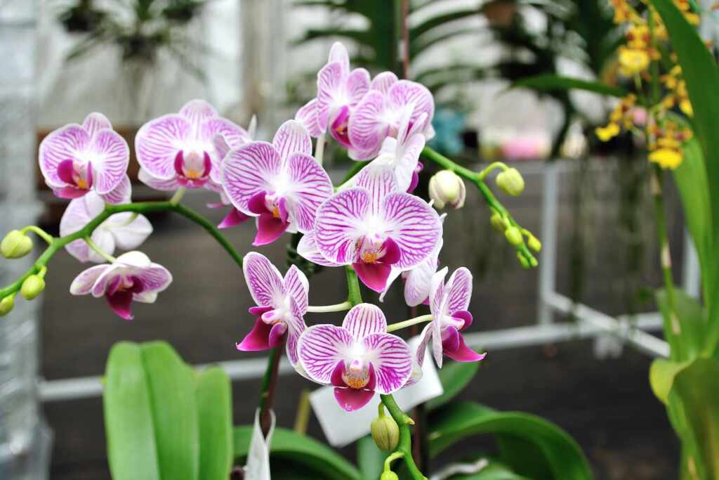 orchidea