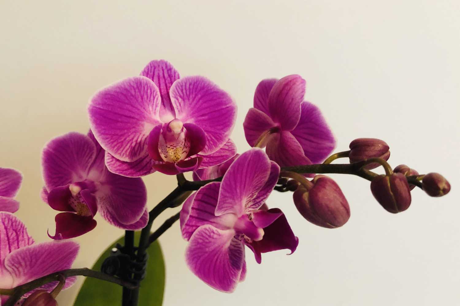 orchidea 2