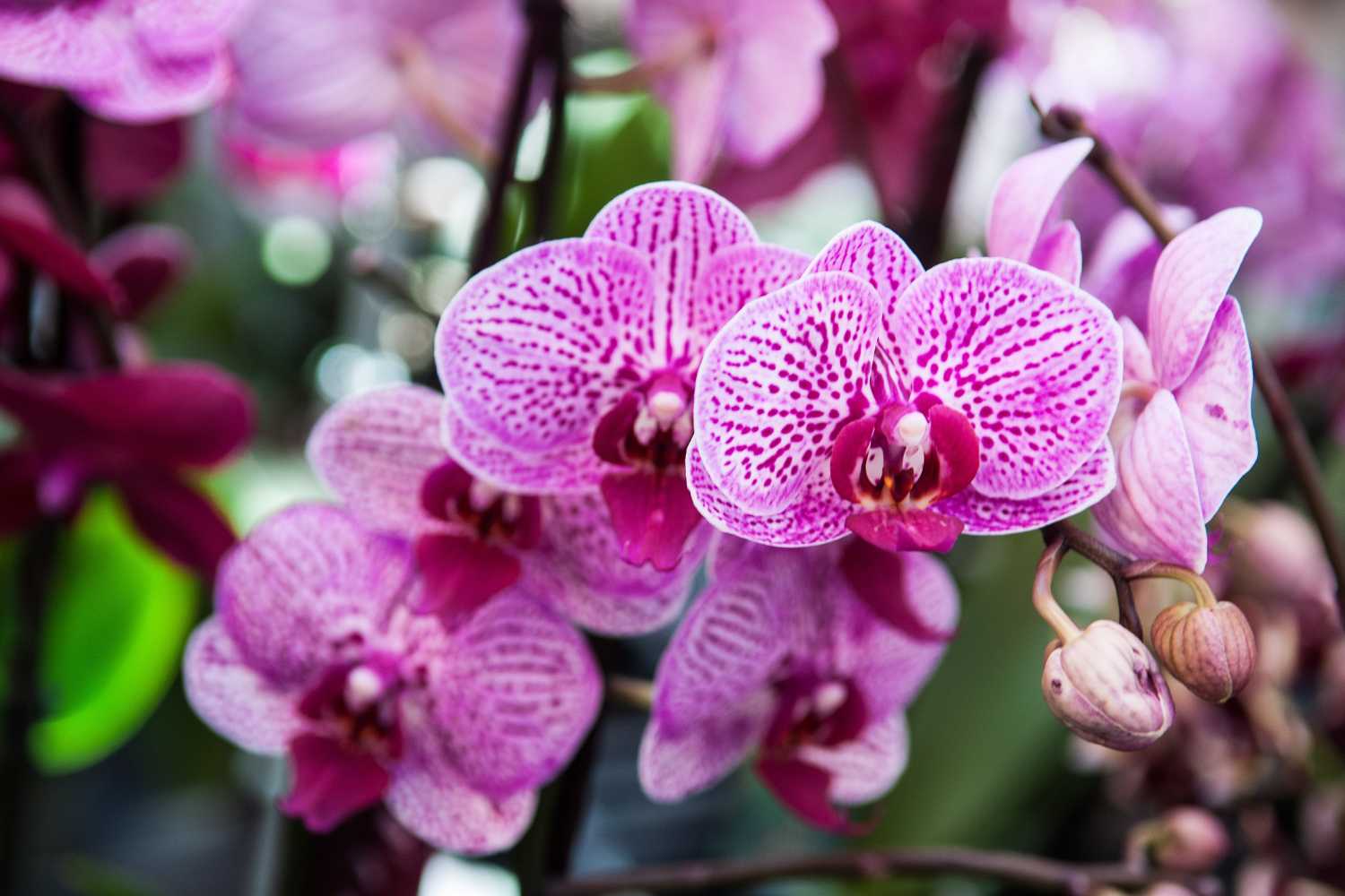 orchidea 3