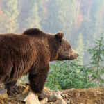 orso trentino