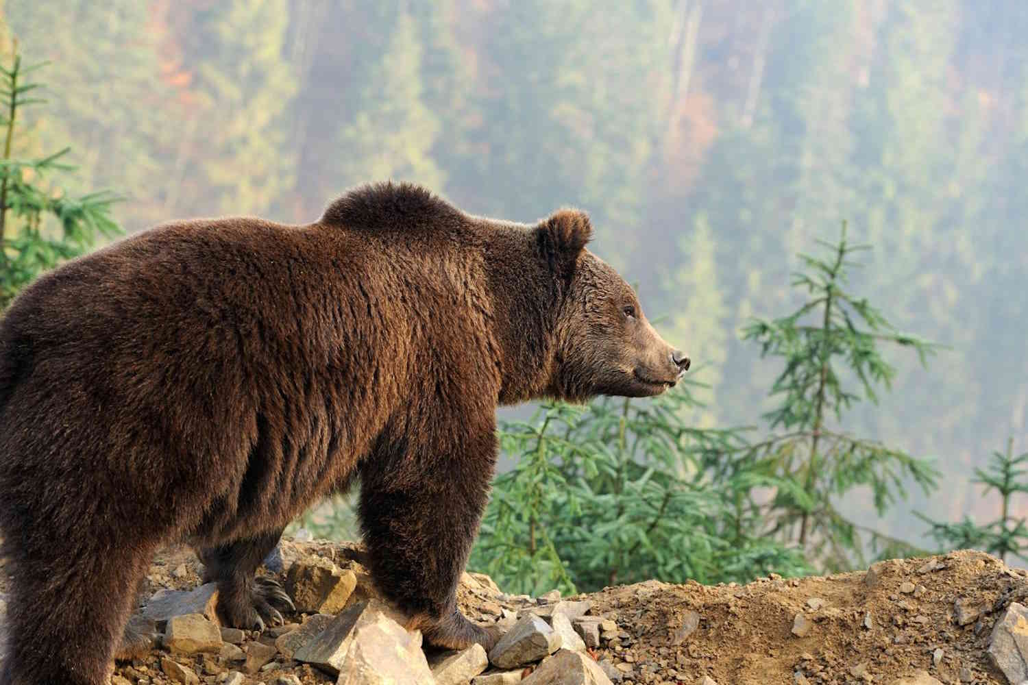 orso trentino