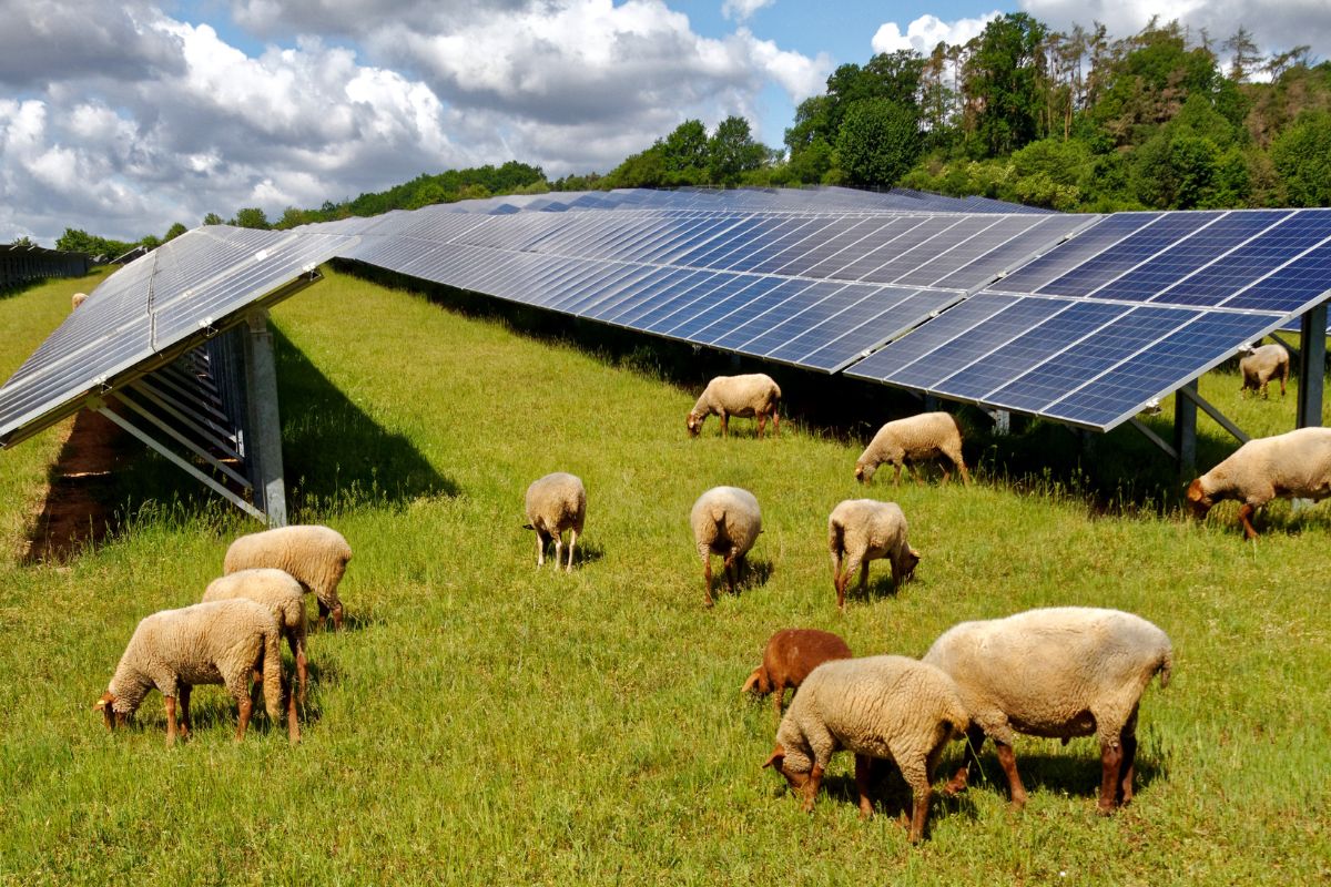 pecore parchi fotovoltaici