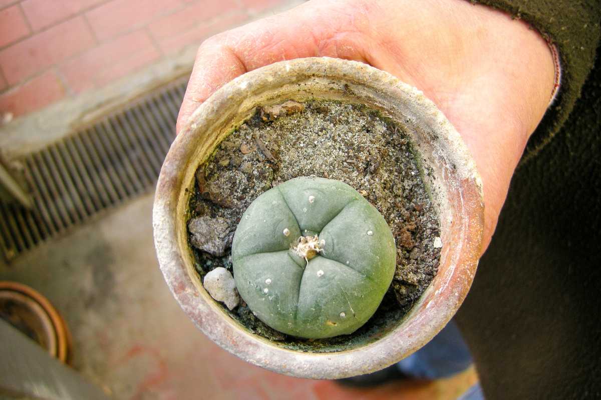 peyote 3