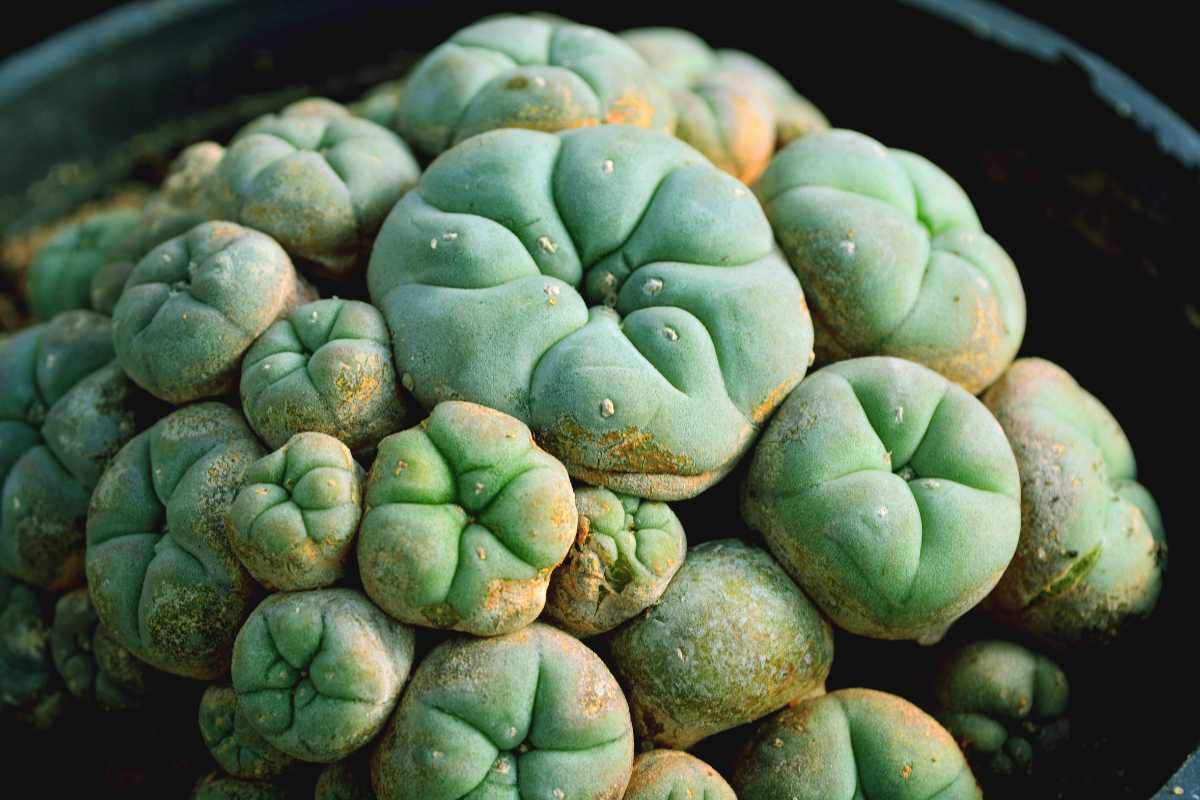 peyote