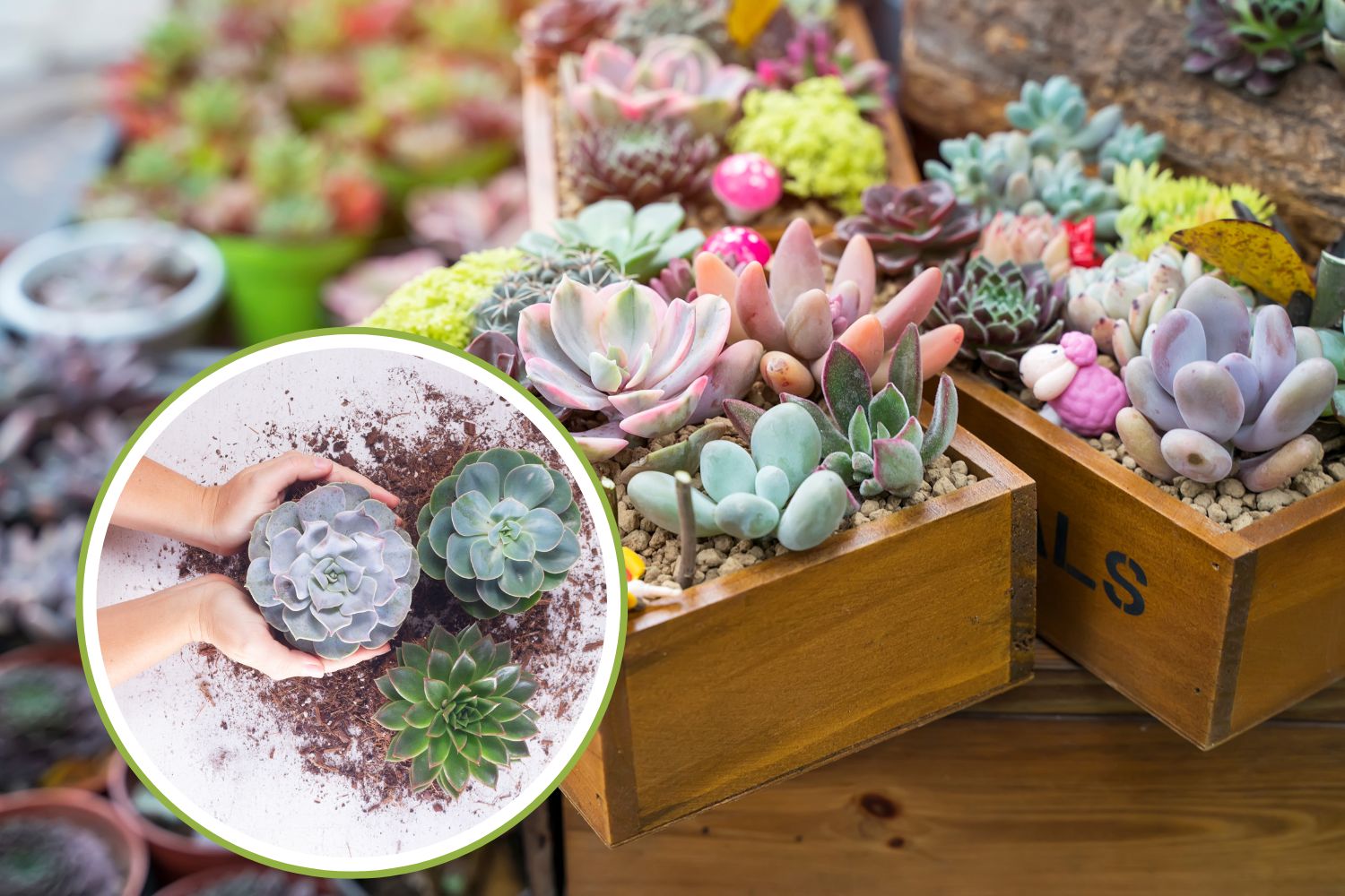 piante succulente inverno