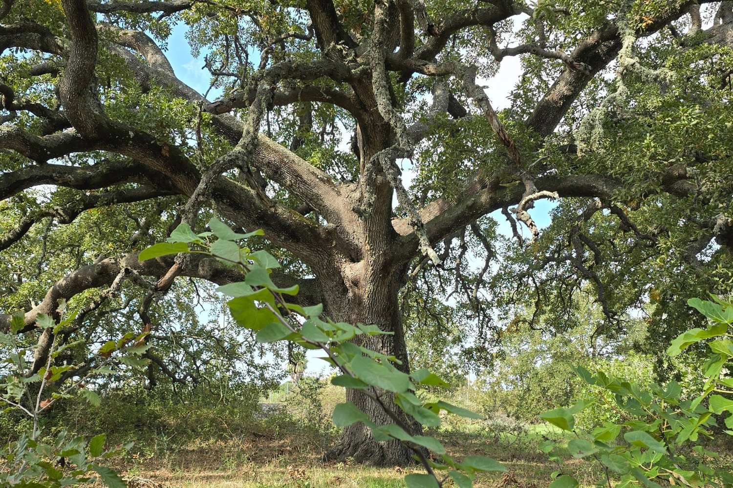 quercia dei 100 cavalieri