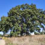 quercia vallonea