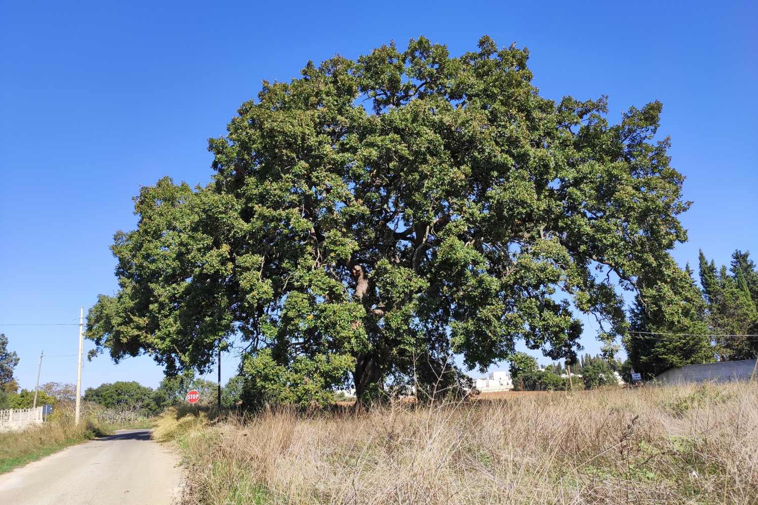 quercia vallonea