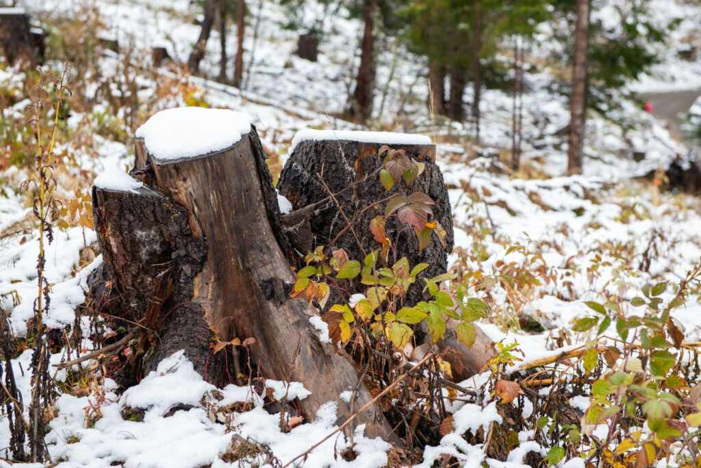 riforestazione