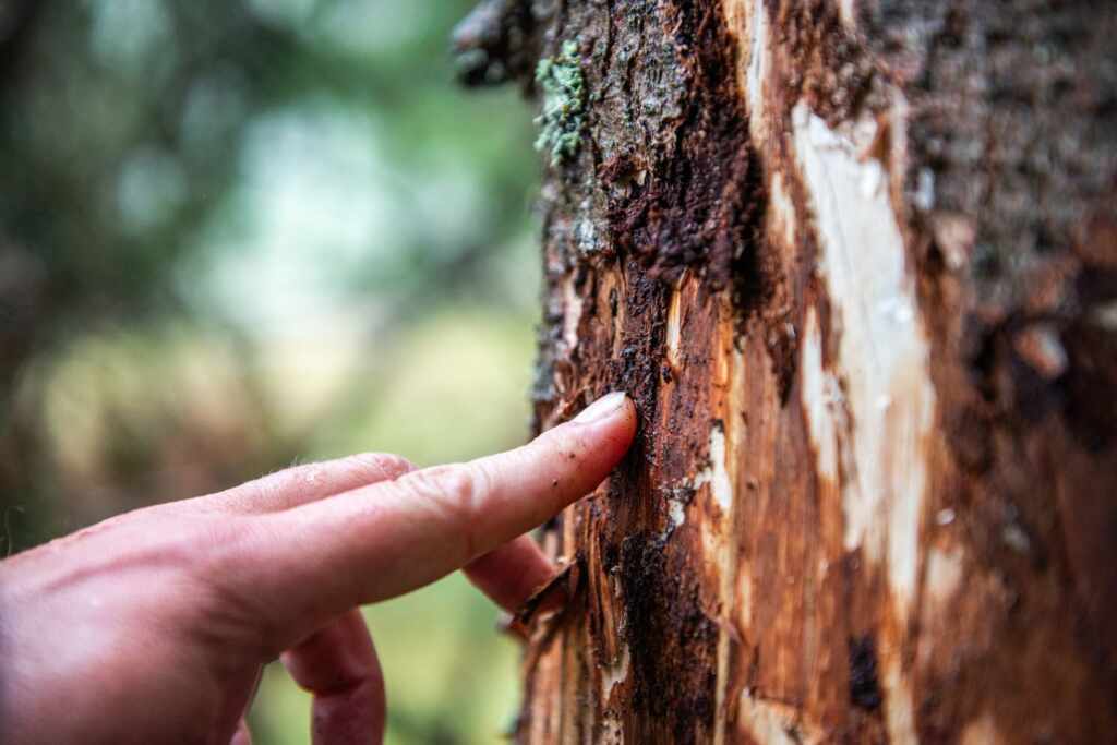 riforestazione 