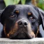 rottweiler malattie