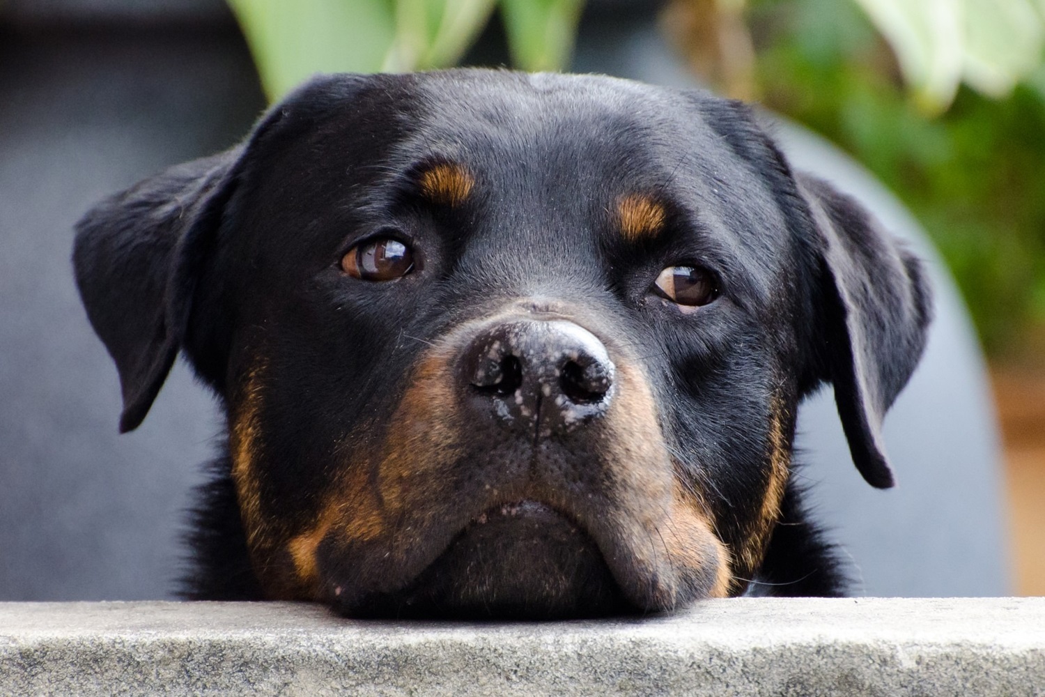 rottweiler malattie