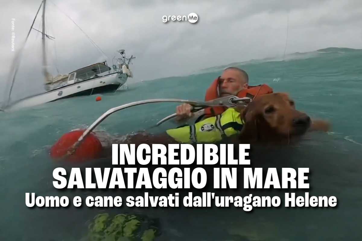 salvataggio mare cane