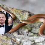 serpente leonardo di caprio