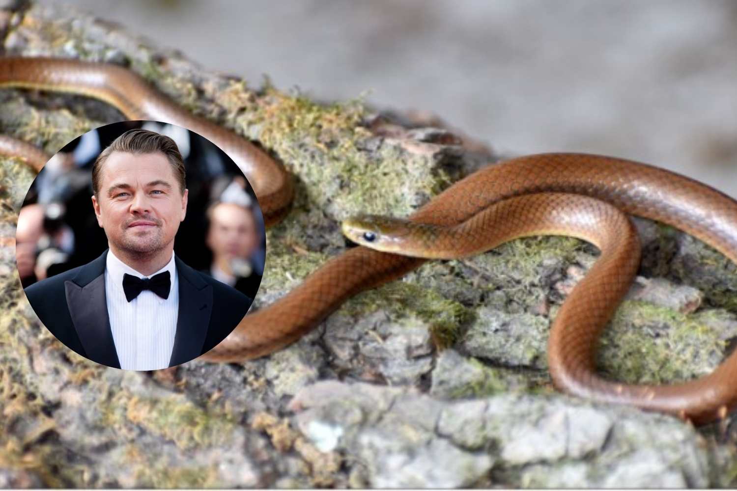 serpente leonardo di caprio