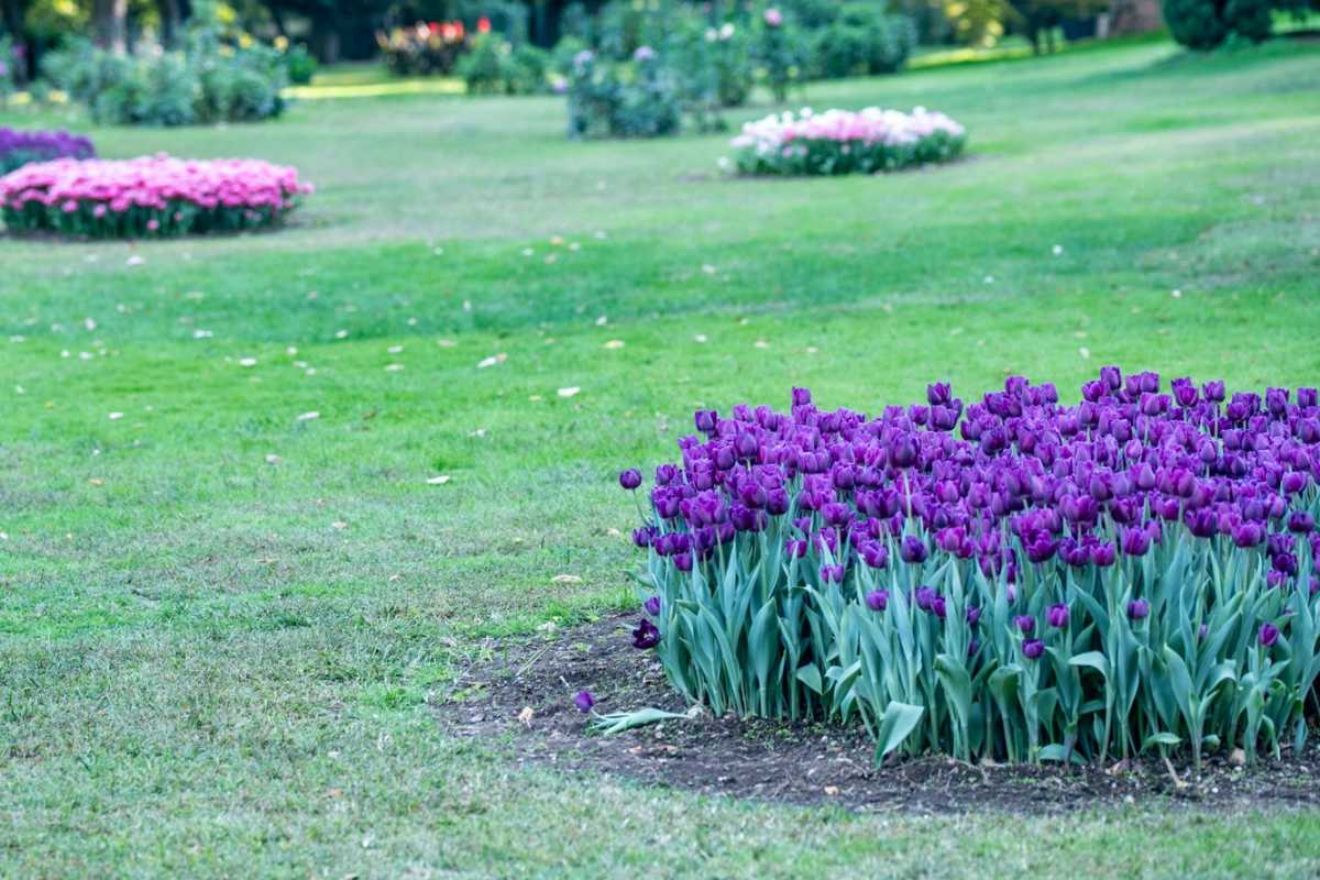 tulipani parco sigurtà