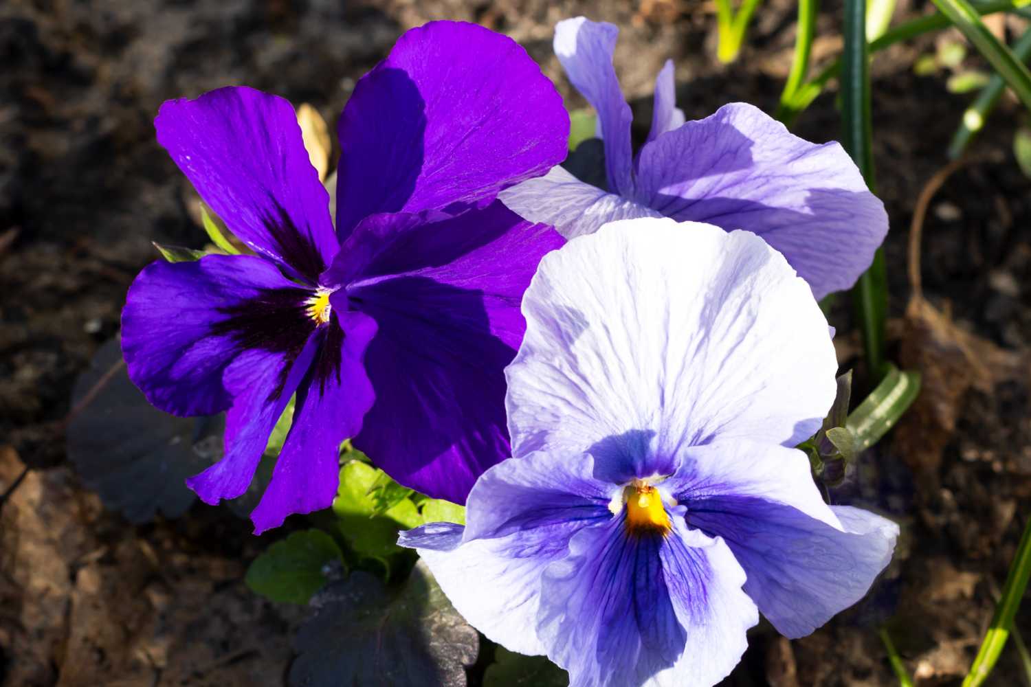 viola tricolor