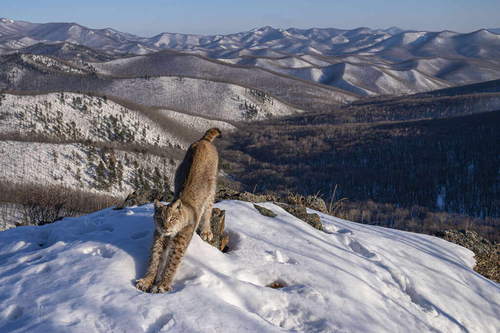 Frontier-of-the-lynx-Igor-Metelskiy-Wildlife-Photographer-of-the-Year-2024