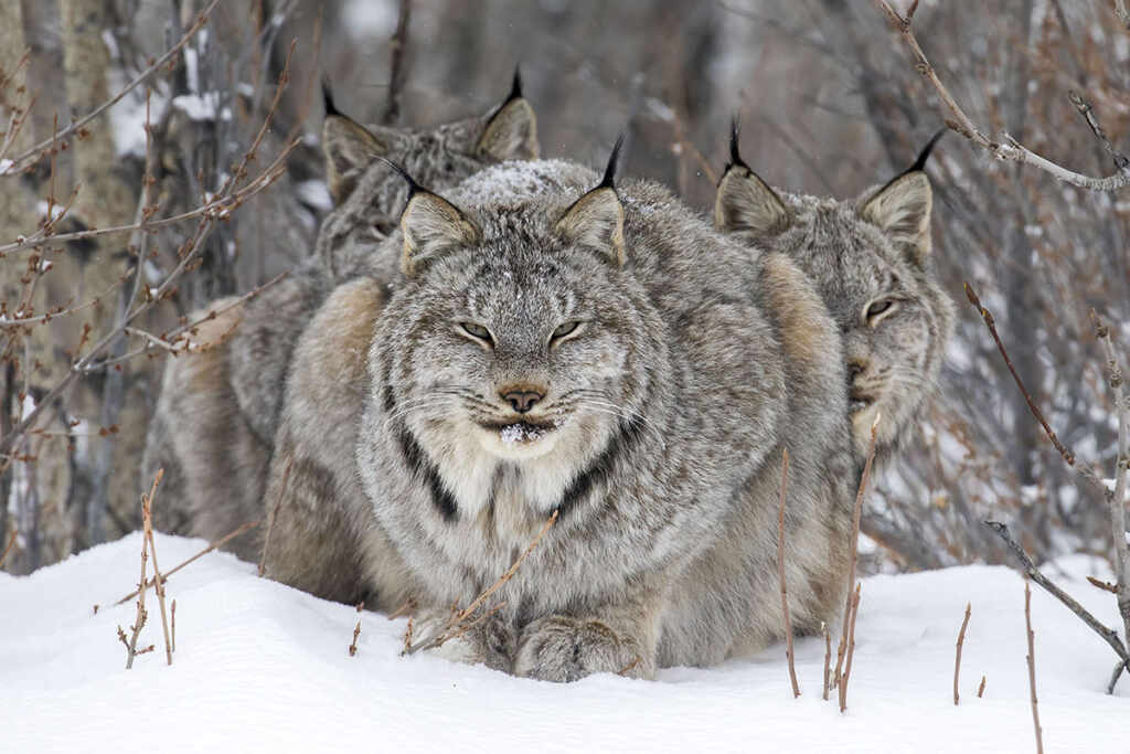 ©On Watch-John-E-Marriott-Wildlife-Photographer-of-the-Year-2024